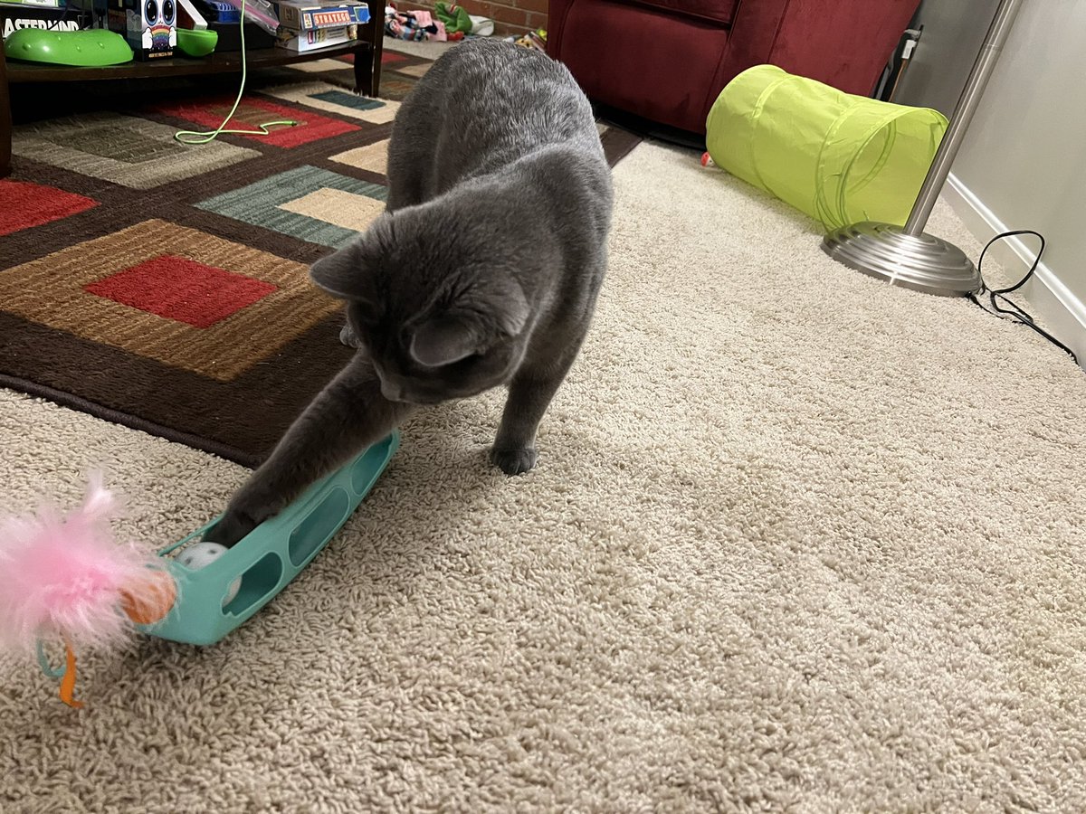 EmilyGWherle's tweet photo. Presents?!? What a great way to start a #Caturday 🎄 https://t.co/WiGtNeeH13