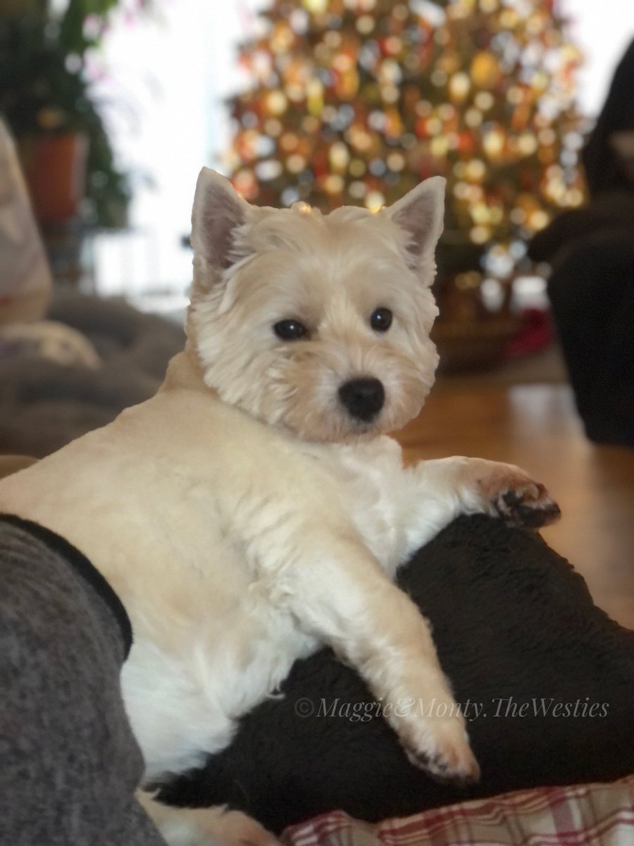 Merry Christmas ❤️ Maggie & Monty!
🎄🎄🎄No photo of Monty yet…he’s too excited to sit still for a minute!
#maggiethewestie #maggieandmontythewesties  #westie #westies #westhighlandterrier #westiesofinstagram #christmas #christmas2021 #christmastree #xmas #westiesoftwitter