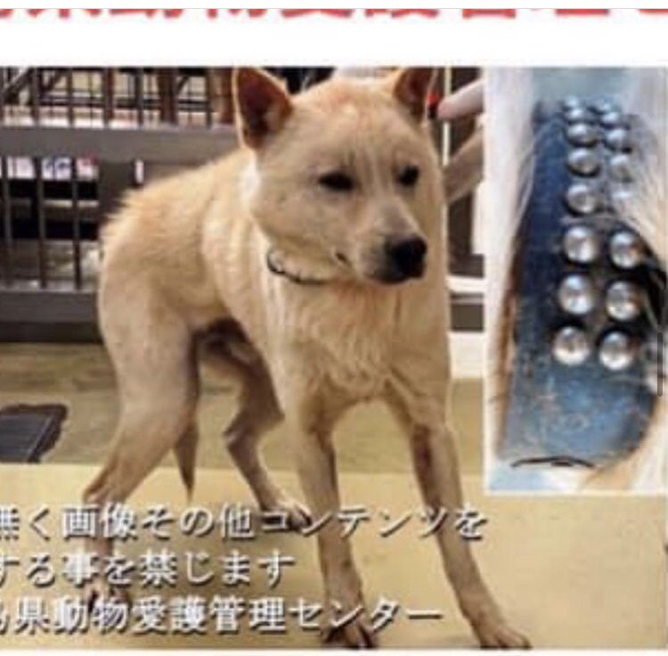 🆘掲示期限1月9日(日)まで🆘#徳島県
#迷子犬　#迷子　#迷い犬 #里親募集　#里親　#保護犬　#犬

#徳島市 の迷子犬、収容されています https://t.co/4Ty6RHqYE7