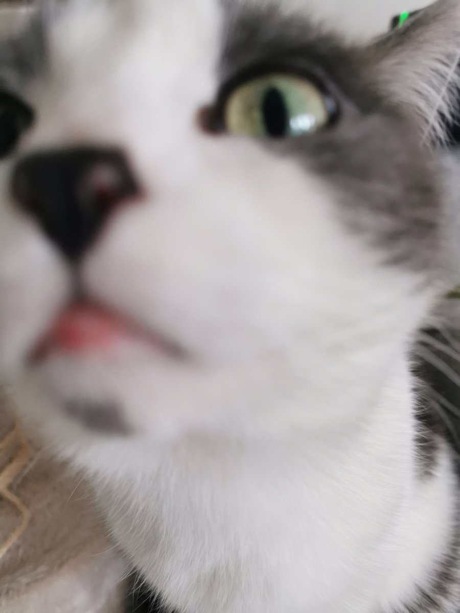 Misslpeacock1's tweet photo. @Number10cat https://t.co/7e9mvI389v