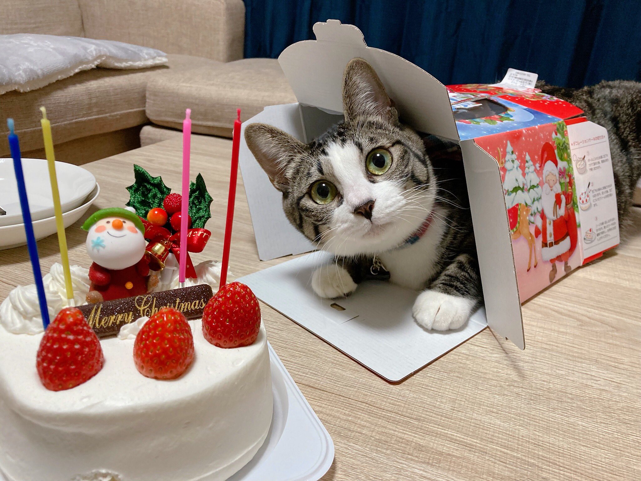 ろまちょむ クリスマスケーキより箱が お気に入りなロマちゃん 猫 猫のいる暮らし 保護猫 T Co Fmumvdu79d Twitter