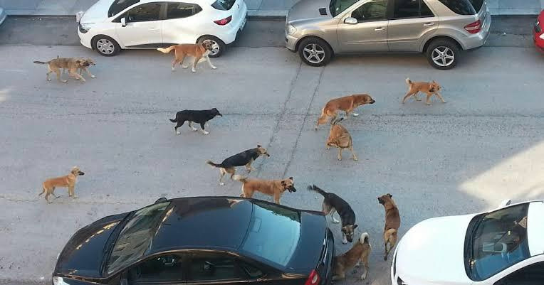 GuvenliSokaklar's tweet photo. #KöpekSorunu 
Bu kadar köpeğin bir arada sokaklarda başıboş olması sadece bir güvenlik sorunu değil, aynı zamanda bir az gelişmişlik göstergesidir. https://t.co/iFMHdE5GUN
