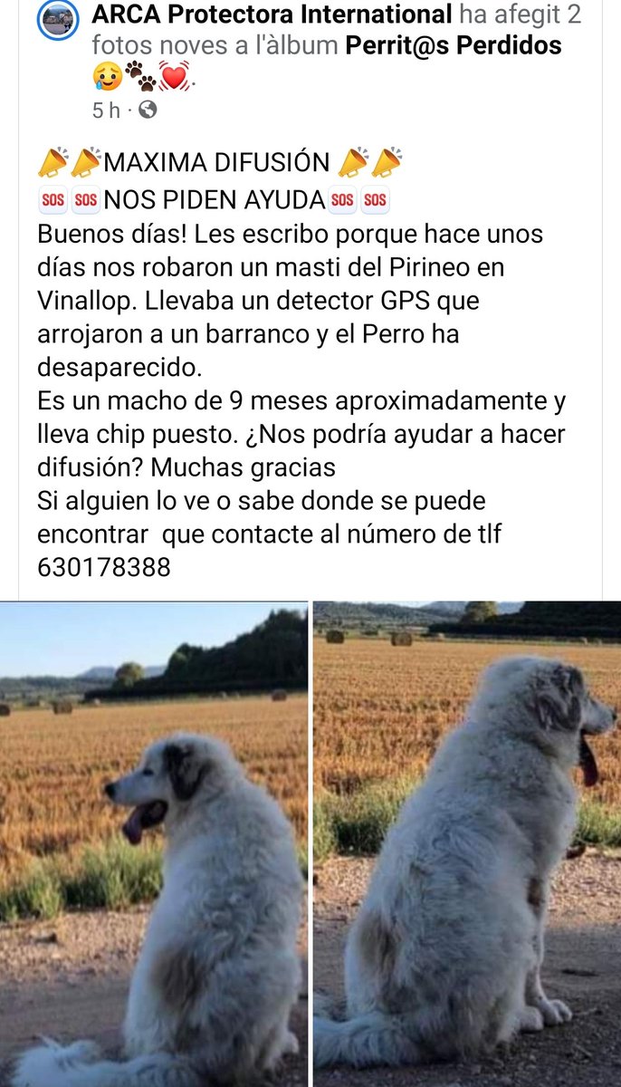 #VINALLOP
#TORTOSA

facebook.com/groups/3501862…

#XarxaTarragonaPerduts
