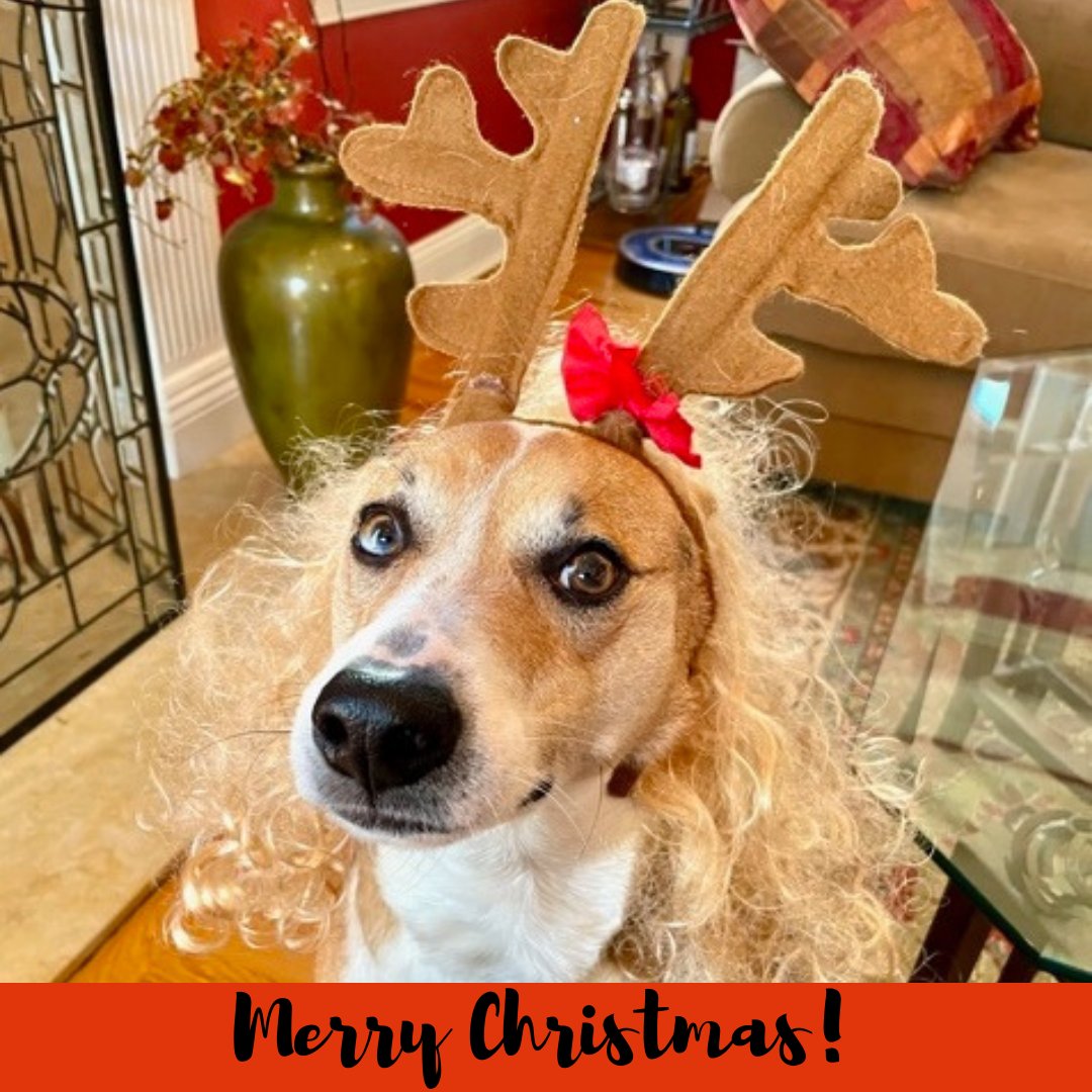 Wishing all our friends and family a very Merry Christmas!
.
.
#merrychristmas #christmas #larry #dogs