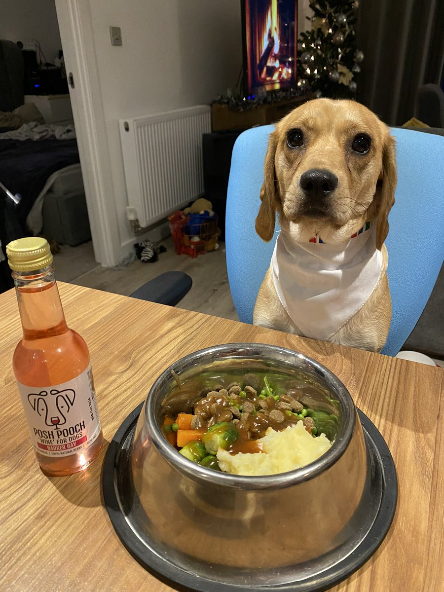 Deanojb's tweet photo. Biscuit is ready for Christmas dinner. 🎅🎄🎁 #christmas #puggle #dinner #dog https://t.co/m8a37E9qrf
