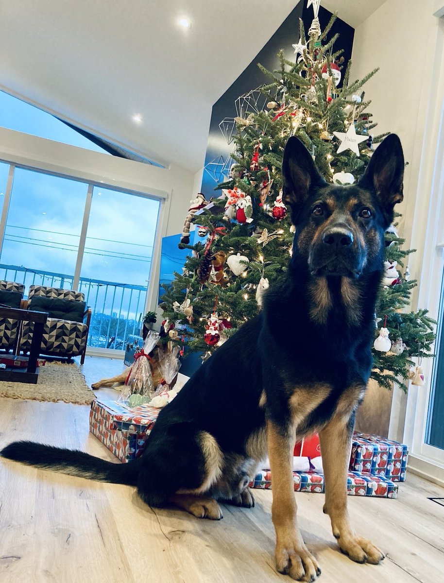 VPDCanine's tweet photo. From our fur family π to yours #MerryChristmas π Thank you for all your love and support throughout the year π#PsdVook #PsdSolo #PsdJocko #PsdJack wish you a Pawsome πΎ holiday season https://t.co/GUKty4xwqC