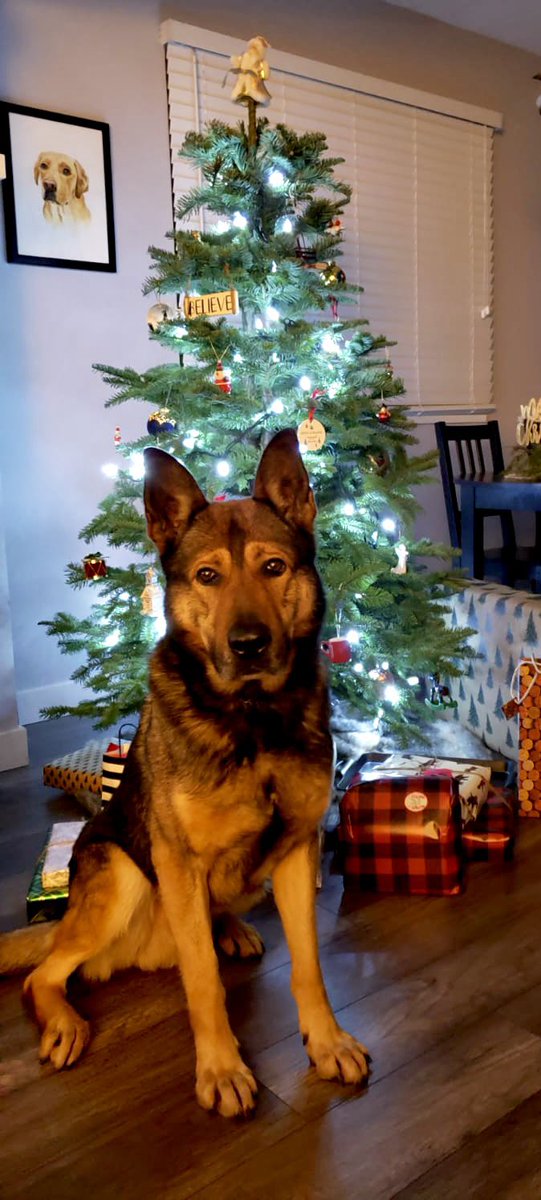 VPDCanine's tweet photo. From our fur family π to yours #MerryChristmas π Thank you for all your love and support throughout the year π#PsdVook #PsdSolo #PsdJocko #PsdJack wish you a Pawsome πΎ holiday season https://t.co/GUKty4xwqC