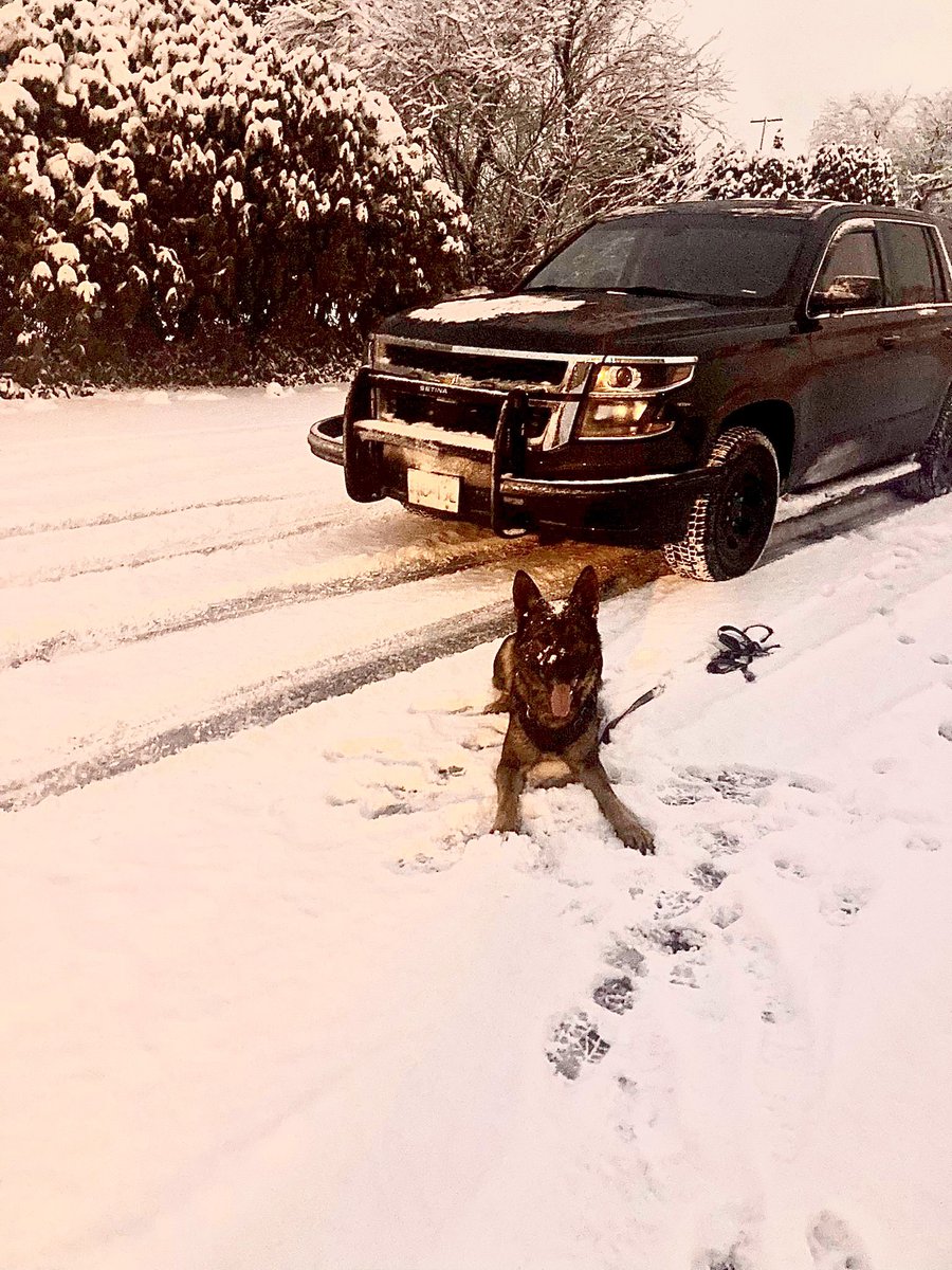 VPDCanine's tweet photo. From our fur family π to yours #MerryChristmas π Thank you for all your love and support throughout the year π#PsdVook #PsdSolo #PsdJocko #PsdJack wish you a Pawsome πΎ holiday season https://t.co/GUKty4xwqC