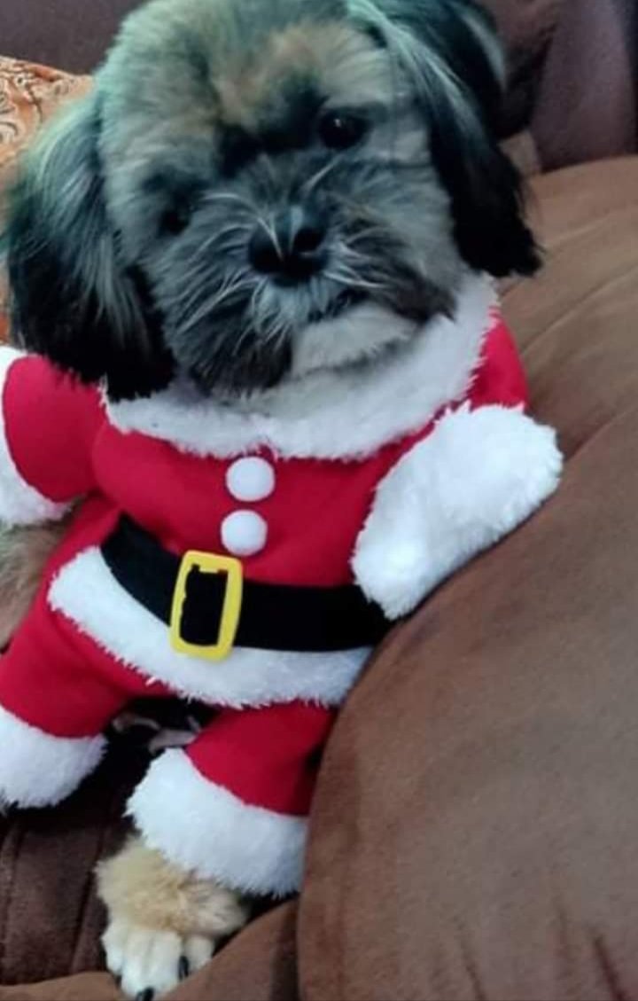 Samantha0797's tweet photo. From this cutie, Lovely Evening, Good Night and Happiest Christmas again Beautiful and Sweet Tweeps!ππ
#BabySJ https://t.co/kfmvfEQyGB