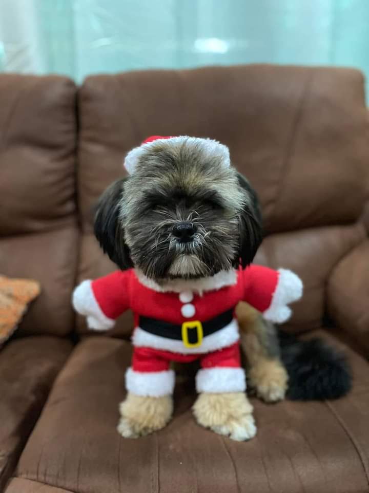 Samantha0797's tweet photo. From this cutie, Lovely Evening, Good Night and Happiest Christmas again Beautiful and Sweet Tweeps!ππ
#BabySJ https://t.co/kfmvfEQyGB