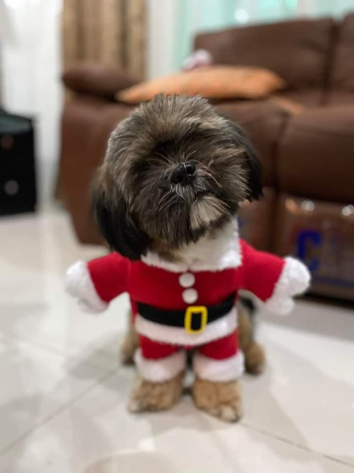 Samantha0797's tweet photo. From this cutie, Lovely Evening, Good Night and Happiest Christmas again Beautiful and Sweet Tweeps!ππ
#BabySJ https://t.co/kfmvfEQyGB