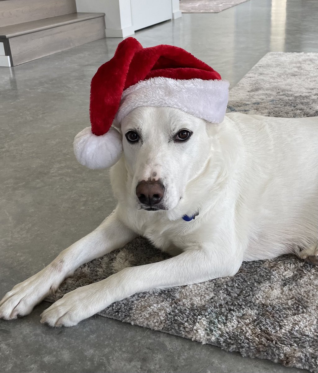 elincomm's tweet image. Wishing everyone a wonderful and festive Christmas! (Yes, food had to be involved with this photo!) 🎄 🎅 🎁 @adamcurry