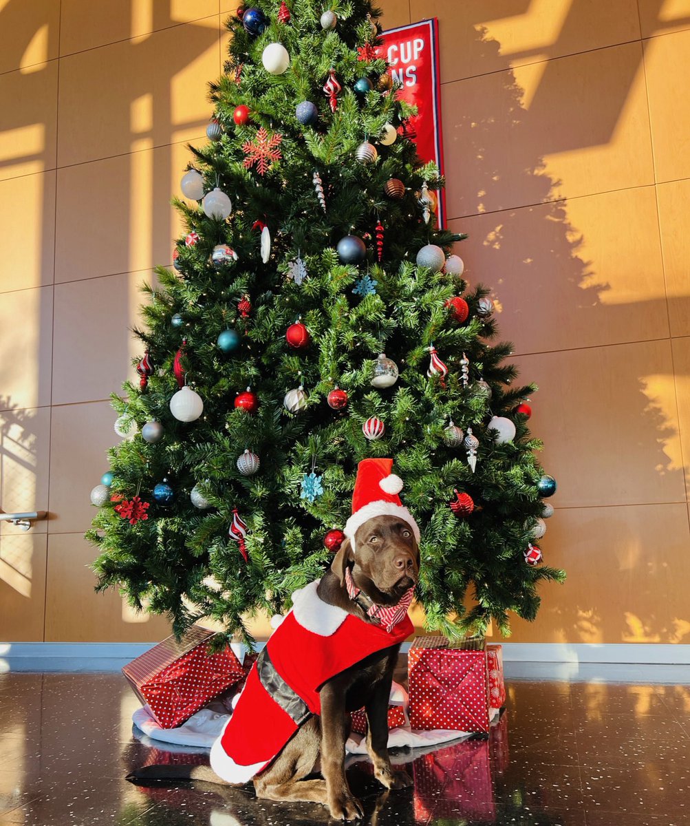 CapsPup's tweet photo. wishing everyone a very merry christmas !!! https://t.co/NquviRlJdP