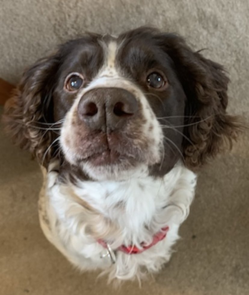 billbraviner's tweet image. Here’s our #RubyDog to say Woofy Christmas to all!