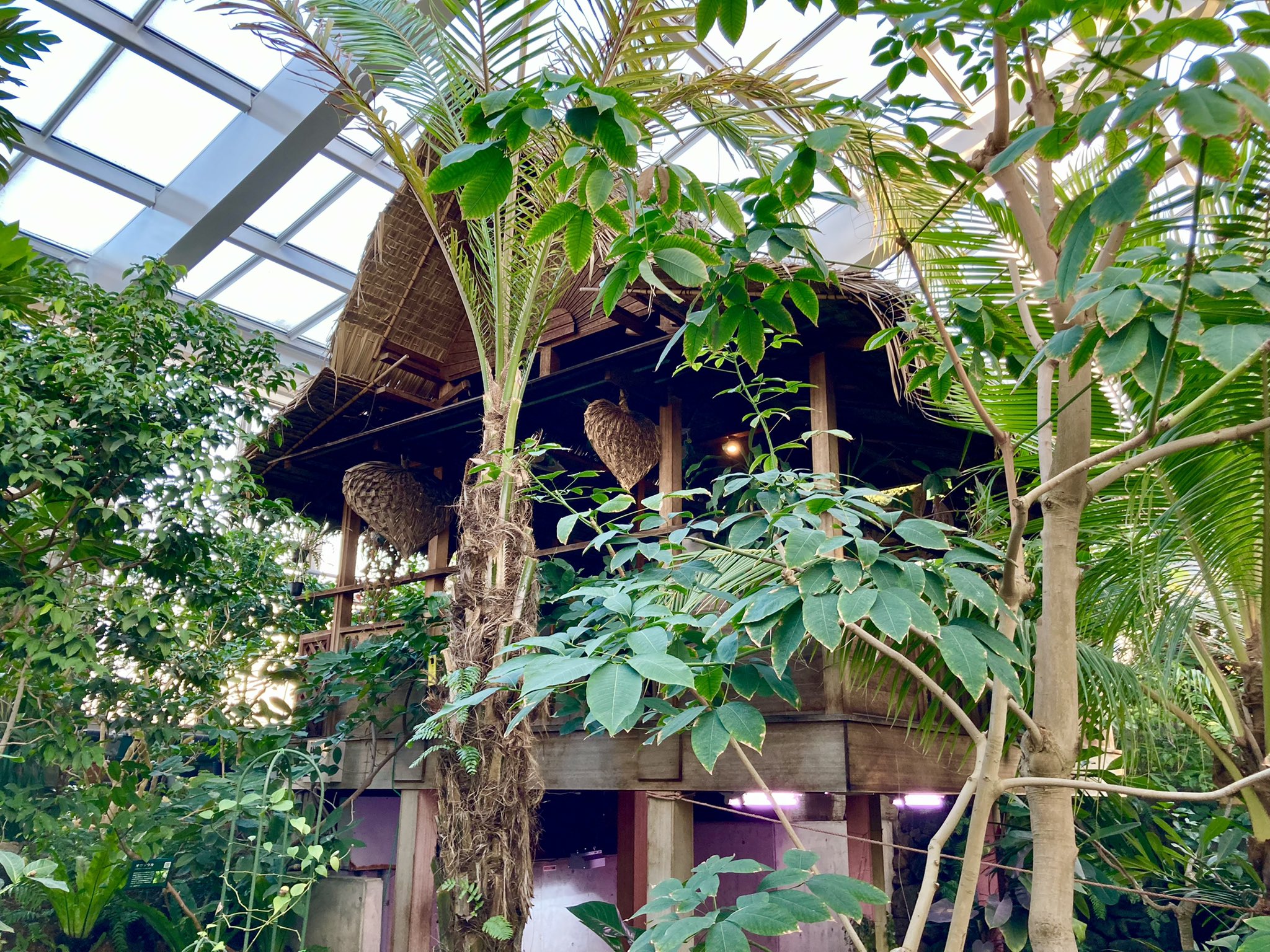 あやみかん 板橋区立熱帯環境植物館 水族館と熱帯植物園のいいとこどり コートなしで余裕で歩ける館内ありがたすぎる T Co Glcxxl8xna Twitter