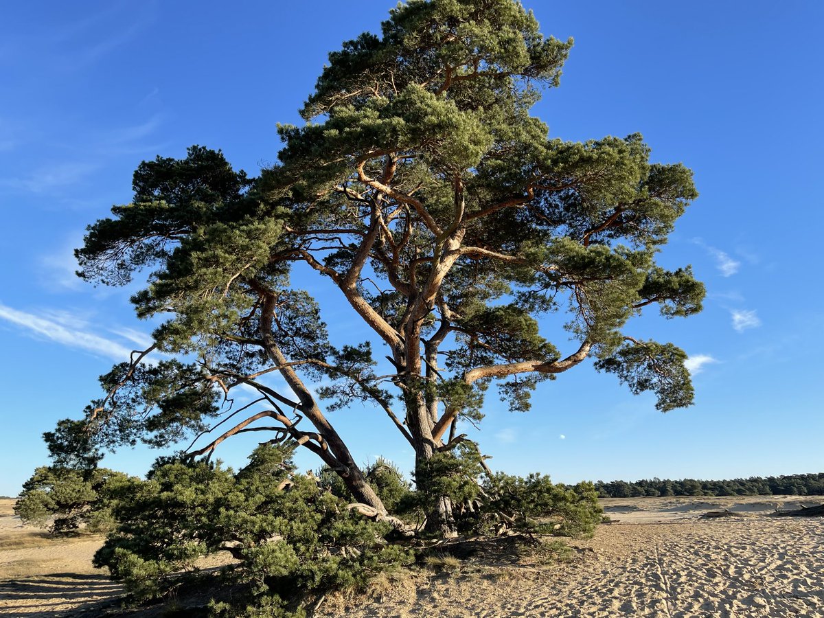 rlnwestra's tweet photo. Eerste Kerstdag wandelen in de Hoge Veluwe. Heerlijk! Mooi Gelderland! ⁦@HogeVeluwe⁩ https://t.co/ZA0zLSmrgZ