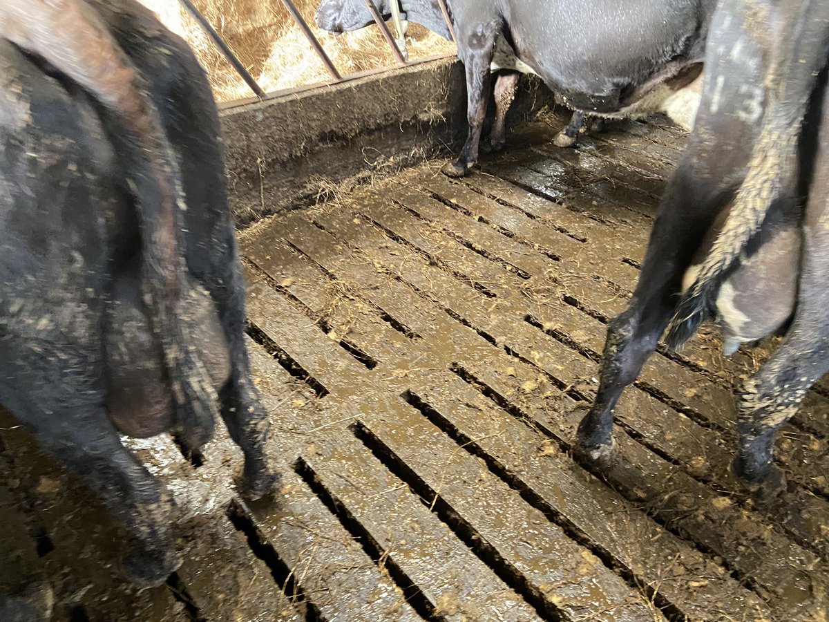 AidanAidanmc's tweet photo. @billokeeffe Slats and diagonal barrier here on both sides so not bad. Horsing in the meal to the weanlings on the other side is definitely a bit more challenging with that level of stuff to clamber over https://t.co/fWjsm5Awbu