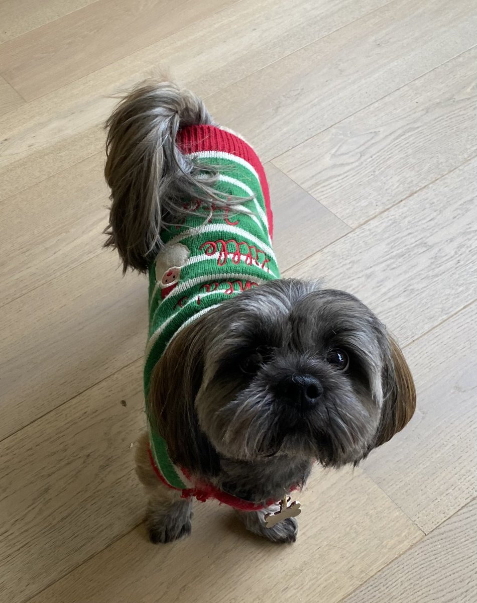 SunshineScot's tweet photo. Santaโs little helper is being very helpful. #HelpfulDogsOfTwitter #ChristmasDaisy https://t.co/DLkcm6sIn6