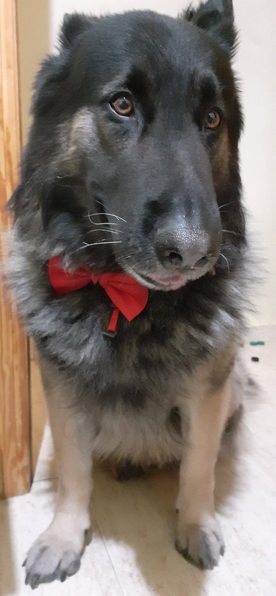 PhyroFire's tweet photo. Mi perro y yo también les deseamoa feliz Navidad 🎅 https://t.co/sCxzHDSJc9