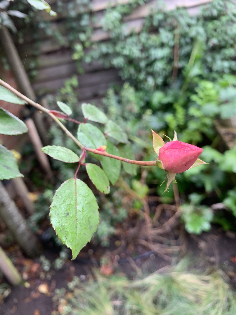 Christmas Rose.
Beautiful, but a bit early to have roses in the garden in December while it is freezing outside… ❄️🌹
#Utrecht #Pijlsweerd