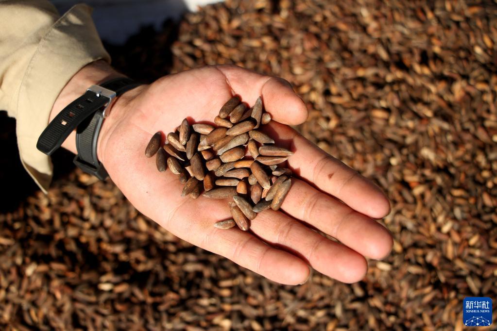 BrightAfghan4's tweet photo. Afghanistan's Pine Nuts; Tasty & Delicious!#afghanistan #paktia #khost #pine_nuts
https://t.co/VO0j6q5DVI
