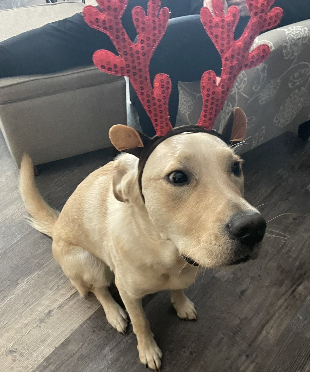 Sabin wanted to share the famous words of Olaf “Happy, merry, Mele Kaliki, holly, jolly, happy, tappy”
<a href="/Milford_Schools/">Milford Schools</a> <a href="/circletail/">Circle Tail, Inc.</a> @MjhToddwells <a href="/MJHS_Goetz/">Misty Goetz</a> <a href="/Milford_Super/">MilfordSuper</a> <a href="/jennieberkley/">Jennie Berkley</a> @DrDunnEdu <a href="/EmilyDoblinger/">Emily Doblinger</a>
