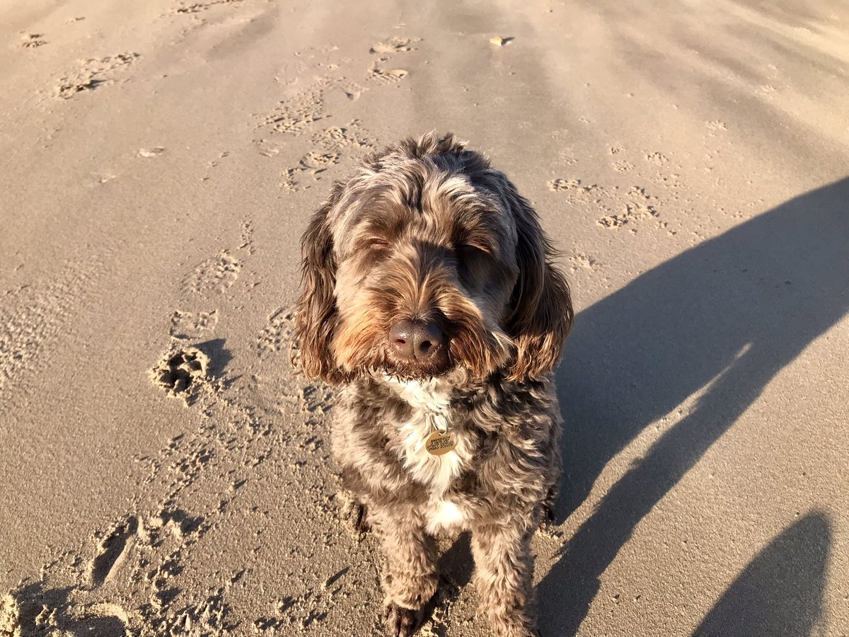 seachubbs's tweet photo. Happy Christmas to all the wonderful people working @LeedsHospitals @LeedsICU @YorksAmbulance @MidYorkshireNHS @CHFTNHS Looking forward to more @PetsAsTherapyUK visiting next year 🐾🐾 #animalassistedintervention #puppycuddles https://t.co/4ptLkm4ikT