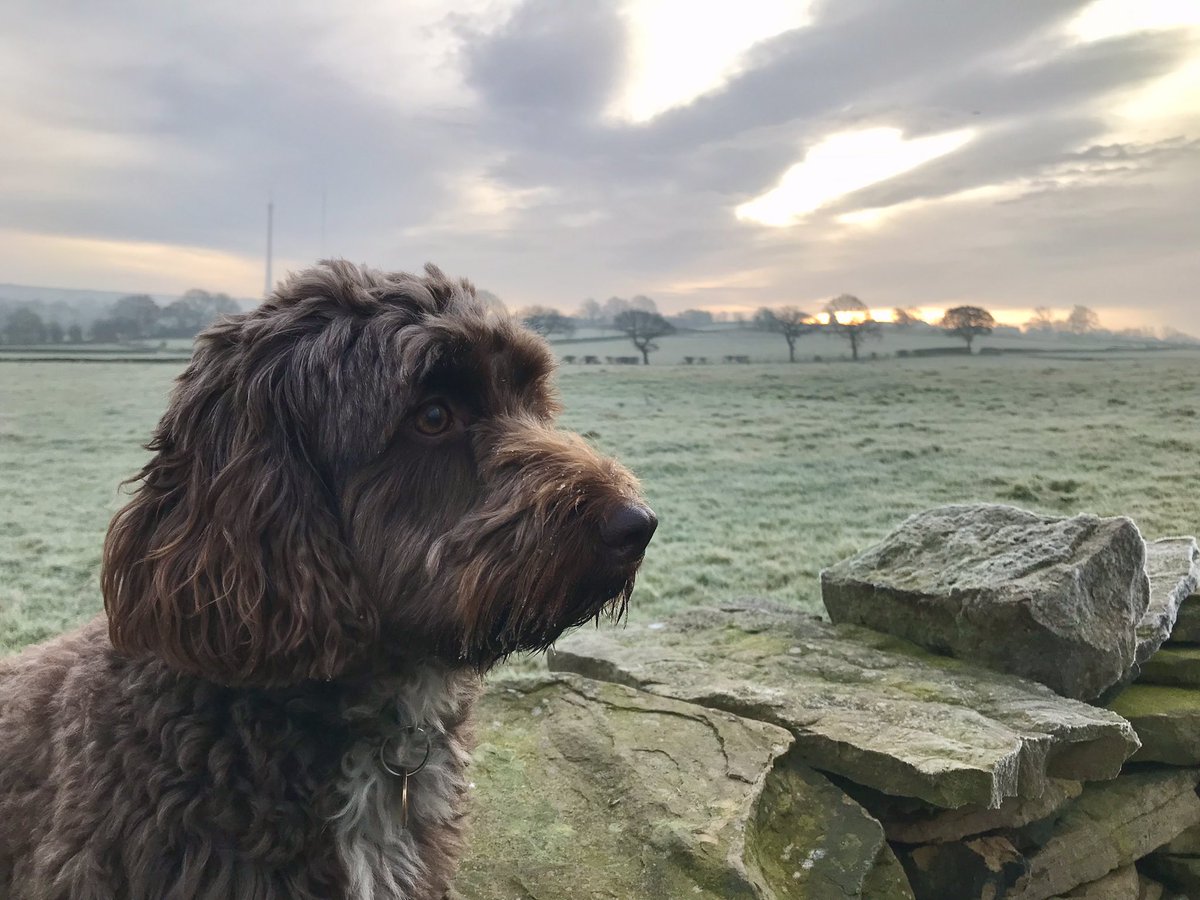seachubbs's tweet photo. Happy Christmas to all the wonderful people working @LeedsHospitals @LeedsICU @YorksAmbulance @MidYorkshireNHS @CHFTNHS Looking forward to more @PetsAsTherapyUK visiting next year 🐾🐾 #animalassistedintervention #puppycuddles https://t.co/4ptLkm4ikT