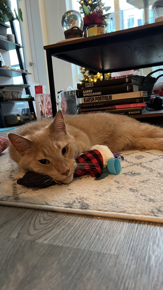 whittymegan's tweet photo. Merry Christmas 🎄❤️🐈 https://t.co/z9XjB0CqfF