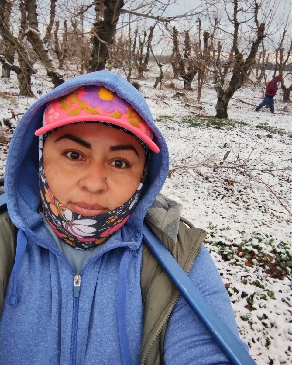 UFWupdates's tweet photo. Lily is pruning cherry trees in the snow in Wallula WA. During the holidays, farm workers are still out working even as temps drop and ice and snow cover the orchards. #WeFeedYou https://t.co/aMPnoaBx7n