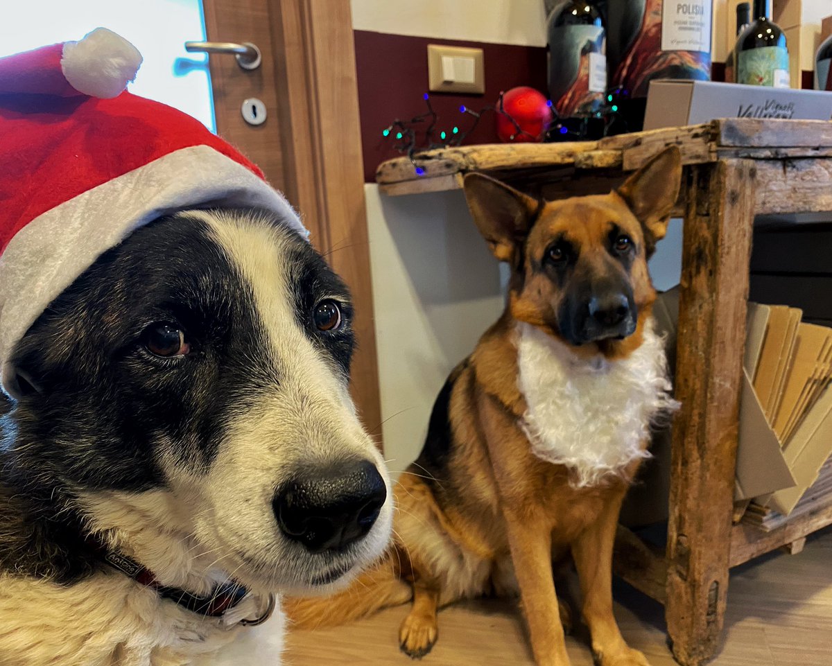 So many of you have chosen our wines to celebrate Christmas 🎅🏽🍷🎄!Many Many thanks ❤️🙏🏼 a sincere wish for a merry Xmas to anyone 🥂🎅🏽 No animals were harmed in the making of this pic 🐶😬😂 #merrychristmas #wine #winedog #organicwine #italianwine #vignaioliindipendenti #fivi