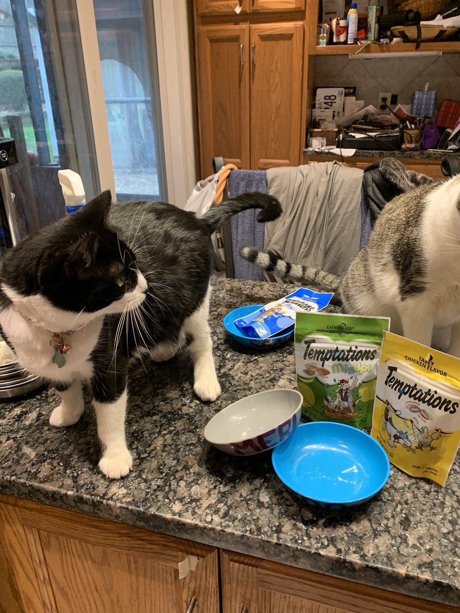 MerlintheCat9's tweet image. Thank you mom for our new bowls and treaties.  Awesome first Christmas and it has my name on it too. #CatsOfTwitter #Catmas