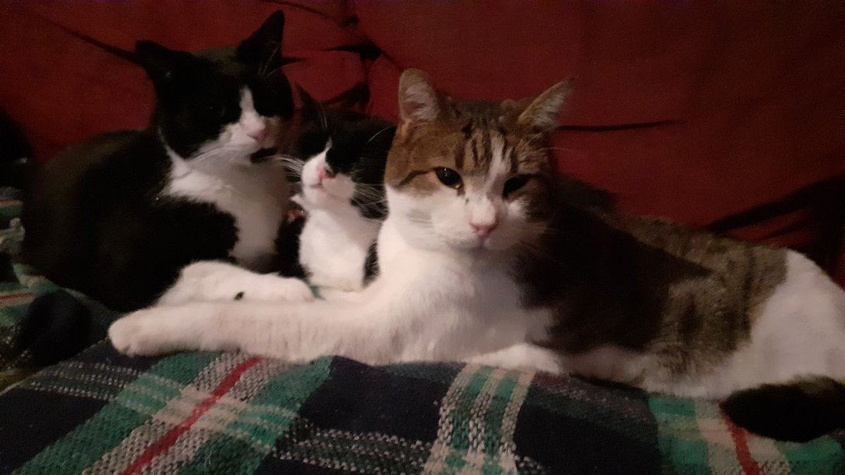 marvell_ade's tweet photo. Wishing you all Happy Holidays and a very Happy New Year 🎆 from The Cat Crew❤️😀🎄☀️ https://t.co/8za45VTNo9