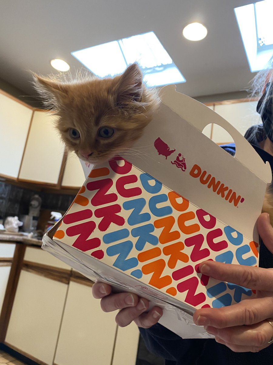 LivDupree's tweet photo. Hey @dunkindonuts meet Dunkin! This munchkin is getting a little big for your boxes... y’all have anything to help us set up him up in his forever home? https://t.co/b2iqLcujph