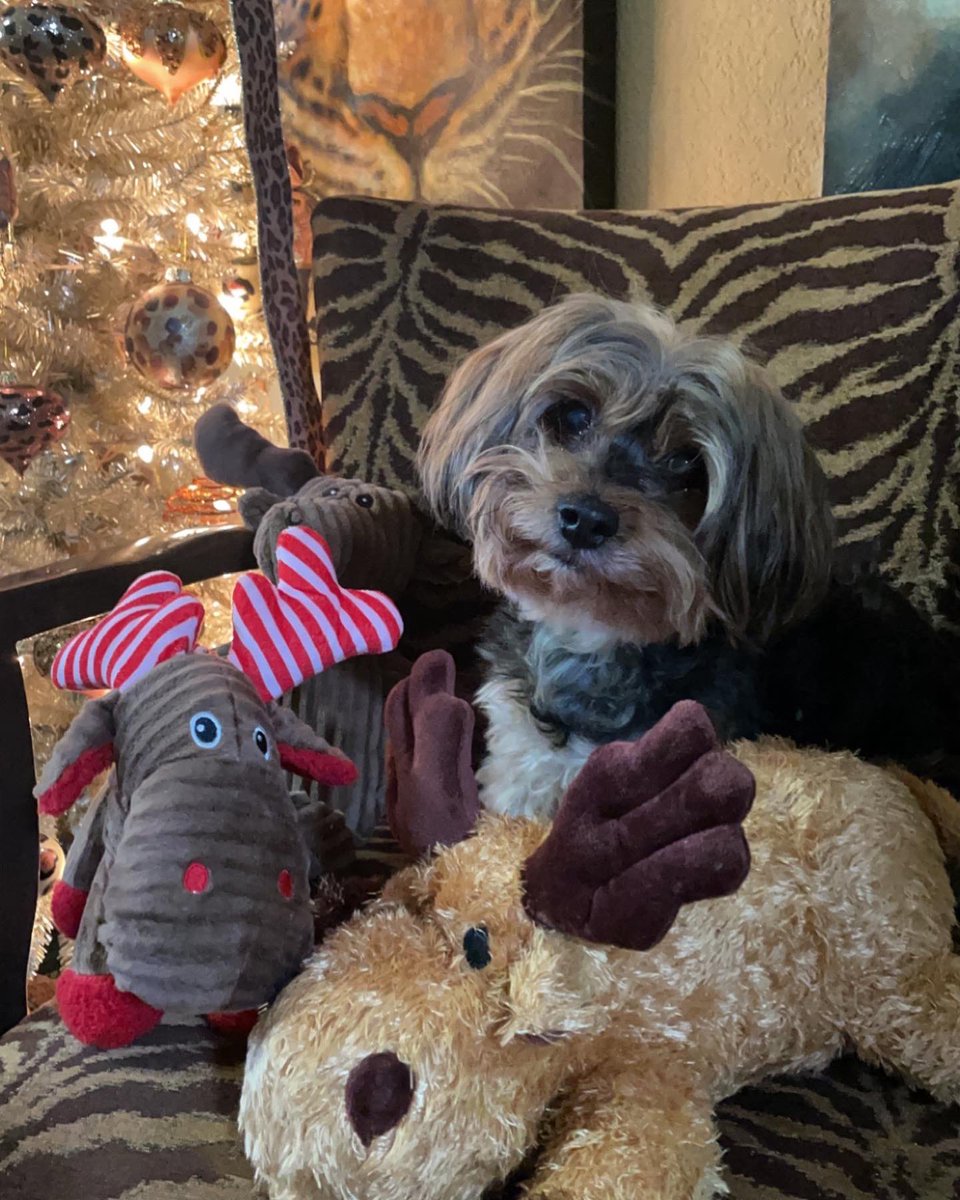 Merry Christmas Friends! 🎄🎁❤️