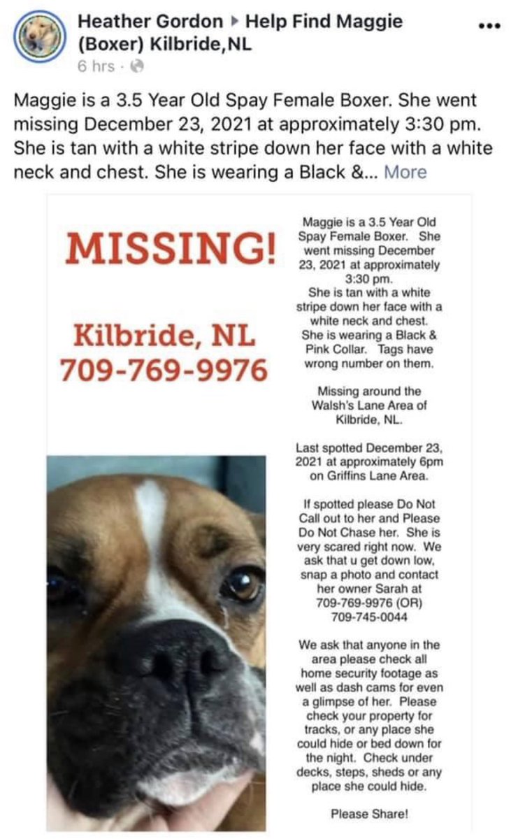 NewfoundGallery's tweet photo. #NLmissing #NLpets https://t.co/9aQzV59pE4