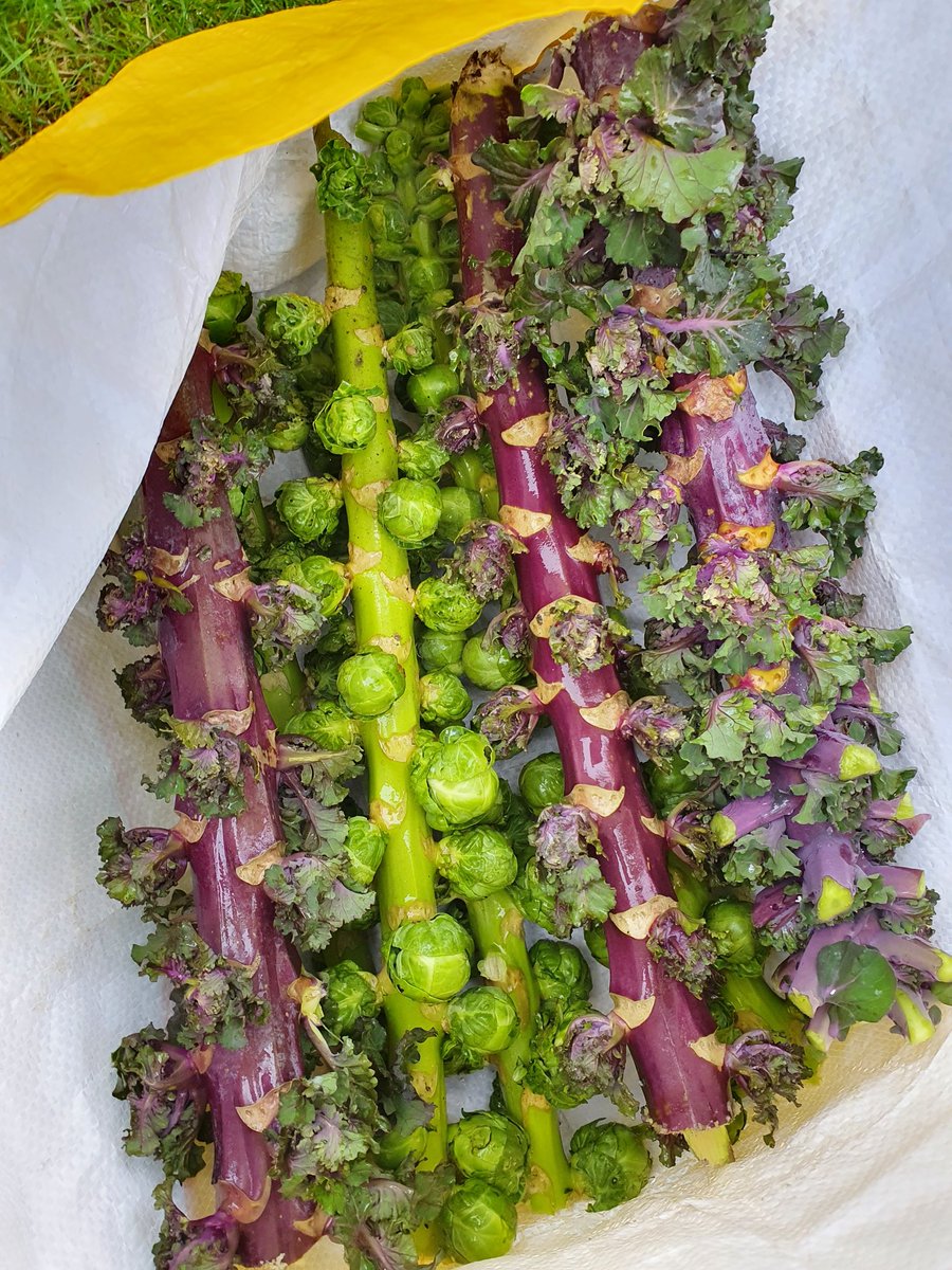 WelliesAndWool's tweet photo. Merry Christmas to #GardeningTwitter and all #allotment #plot holders! Just collected fresh #sprouts and #kalettes to have with #ChristmasDinner #GrowYourOwn https://t.co/onMGt0MPY1