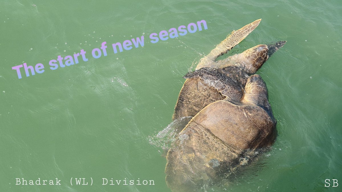 DrshyamaBharati's tweet image. #oliveridleyturtle #largestrookery #massnesting #gahirmatha #marinelife #conservation #bhadrak