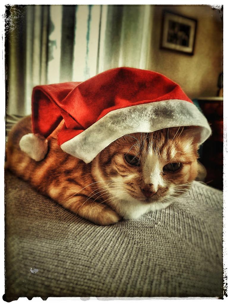 dgrandi70's tweet photo. @lawdawgjay Merry XMas from all of us and Muddy https://t.co/m11uCPcz2s