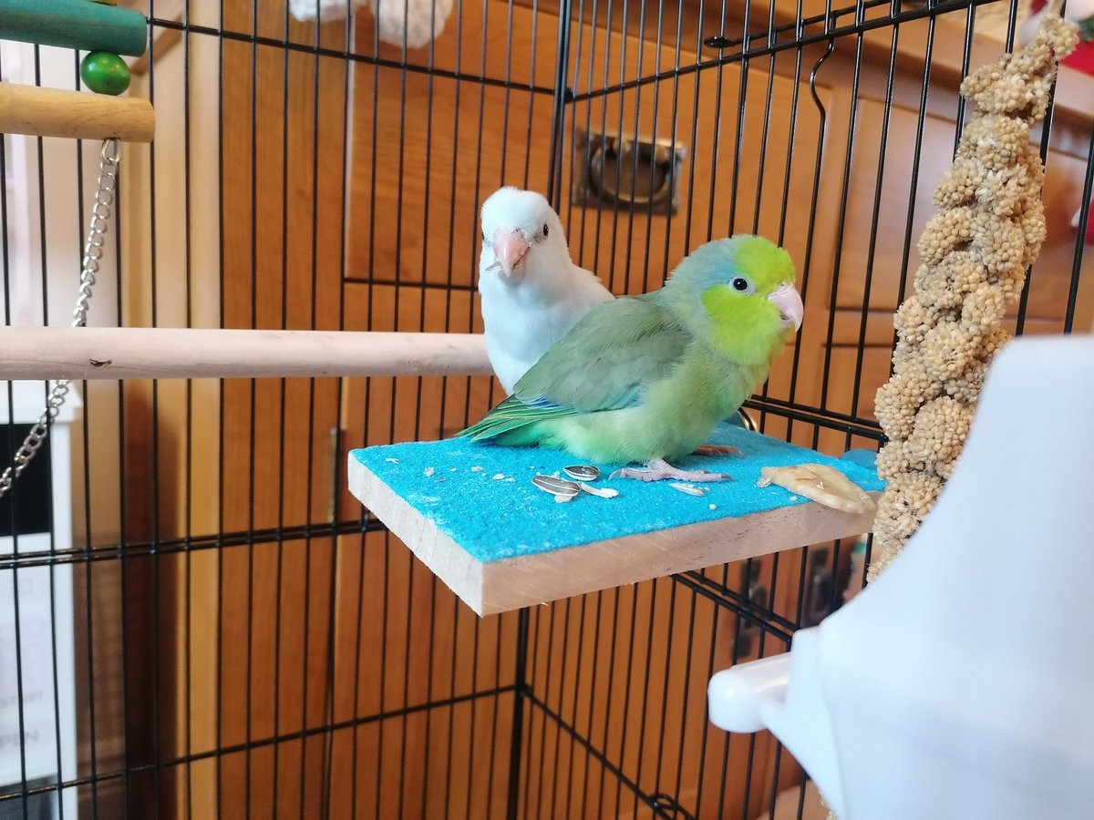 Seanylilears1's tweet photo. Happy holidays everybody!
We had one very excited little girl this morning after santa brought her a pair of parrotlets!
#parrotlets
#Santa
#ChristmasDay2021
#ChristmasDay https://t.co/cWBIoK3hNU