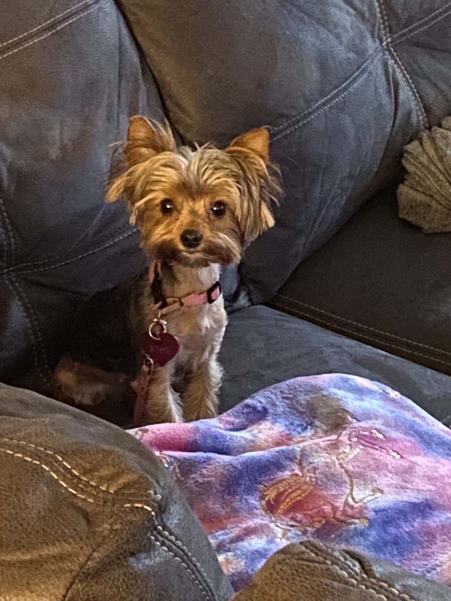 sirron2000's tweet photo. My granddaughter brought her lil doggie to our house and has converted her Nana from the ultimate “dog un-liker” to a snuggler ❤️🙏🏾👏🏾👏🏾  #ChristmasMiracle #YorkieWorld https://t.co/miT4Ufve50