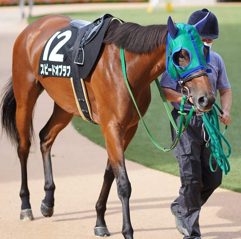 今日も勝てなかったのですが…かつて中山1800ダートの1勝クラスを勝ち上がり、そもそも今日の馬場が後方からの馬に全く向かなかったことを考えて、春の中山で改めて！の予定です。また会いにいくから元気でいてね!!
#スピードオブラブ 
#競馬
#競走馬 