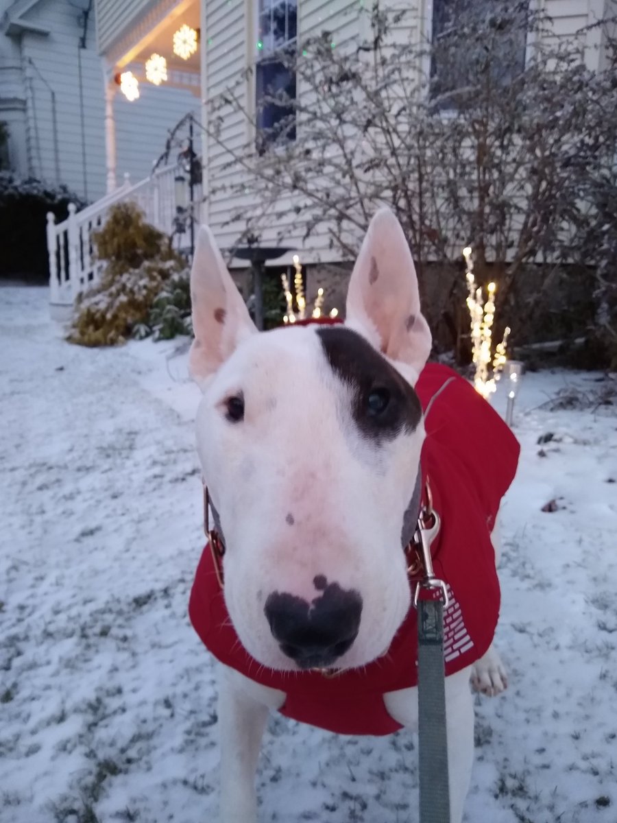 rexthetvterrier's tweet photo. Christmas Day will always be
Just as long as we have we.
Welcome, Christmas, while we stand
Heart to heart and hand in hand
#MerryChristmas https://t.co/deQ73l7jRW