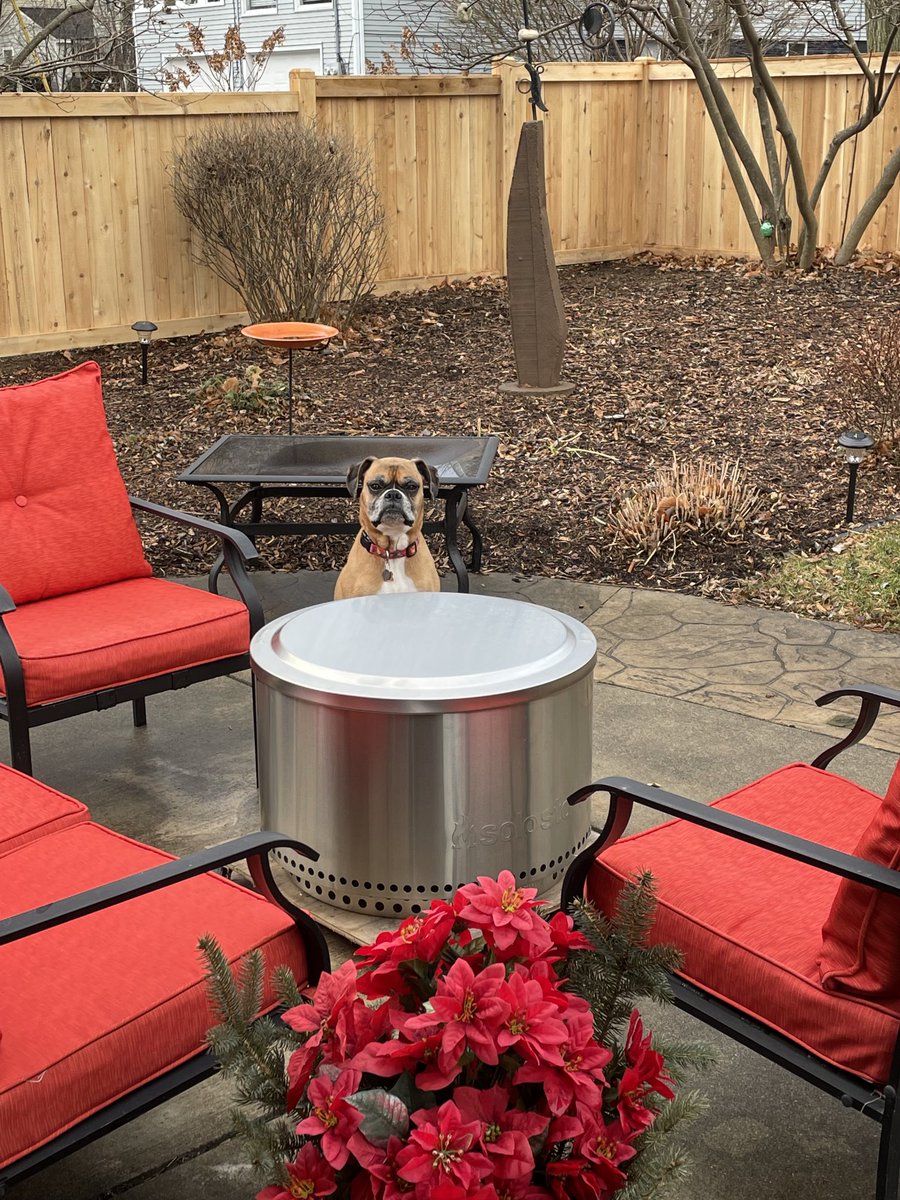DashtheB's tweet photo. I am sensing some outdoor gathering is about to take place, and I am refusing to go in the house because if I do, I will miss out.  They will lock me inside when all the humans are outside by this firepit.  I am smarter than that! #fomo #merrychristmas https://t.co/QE4sQDnBgb
