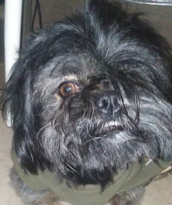 Young_ForeverJM's tweet photo. El día de ayer se perdió mi doky por la pirotecnia a las 9:45pm, hasta el momento no lo encuentro tengo un dolor tan inmenso, es raza shih tzu color negro y patitas crema, no tiene su ojito izquierdo, tiene 2 años y 9 meses, la ubicación exacta en la imagen pero es smp - Lima https://t.co/UuIbRM9b5C