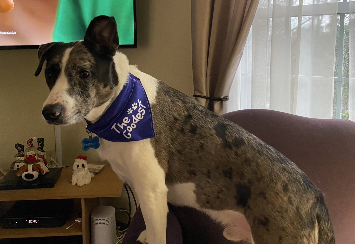 Lisa Caulfield tweet media