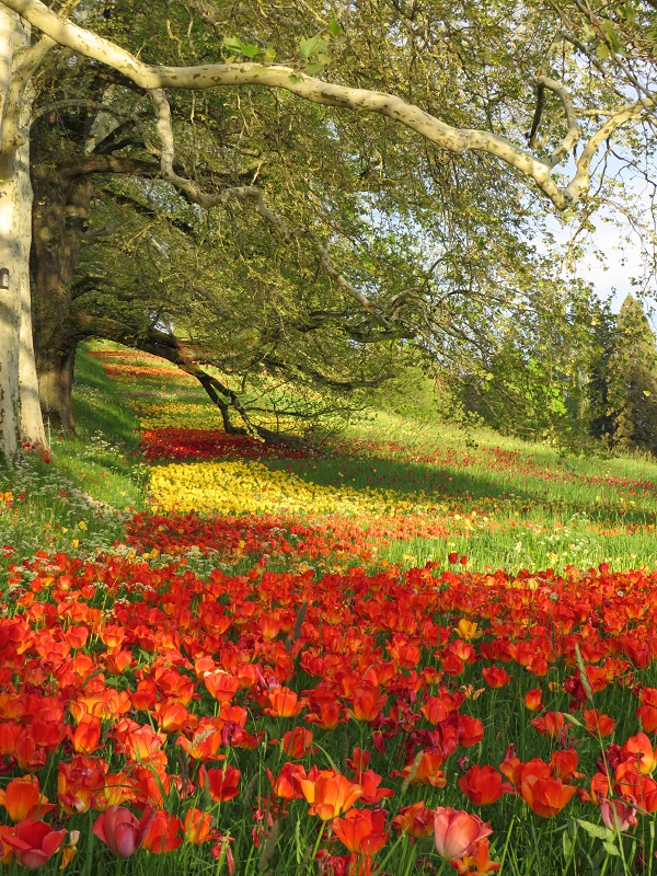 anne30plus's tweet image. Tulpentraum auf der Insel Mainau anne30plus.de/tulpentraum-au…