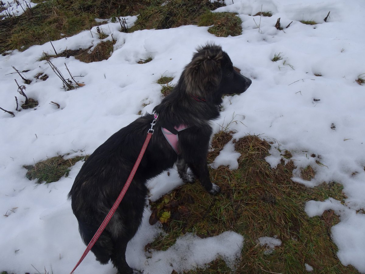 Kurasachan's tweet photo. dogs and BF in the snow https://t.co/3MBRvEog1M