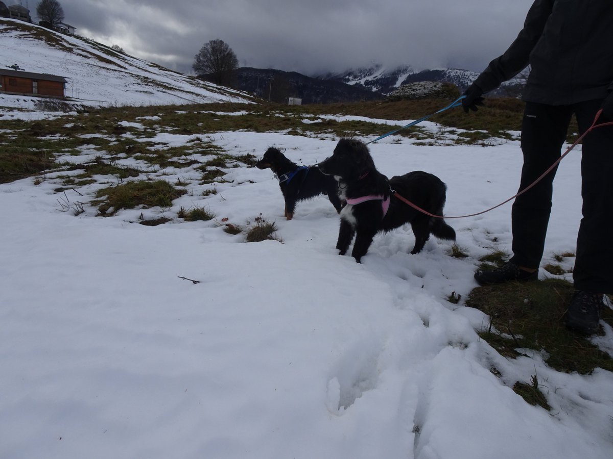 Kurasachan's tweet photo. dogs and BF in the snow https://t.co/3MBRvEog1M