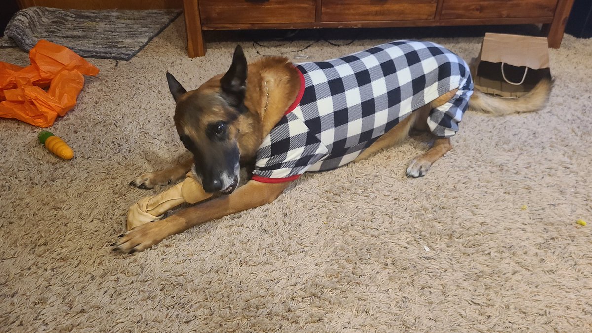 #MerryChristmas from this ol' salty #K9 retiree. Surprisingly he didn't fight me when I put that on him, probably 'cause he had his bone already. #StaySafe if you're working or traveling! @BrownDeerWIPD @k9beny_bdpdwi @bdpdk9haber @k9_retired @FansofLivePd @PoliceK9sandMWD